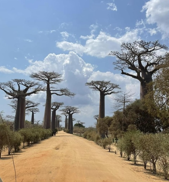 Allée Baobabs